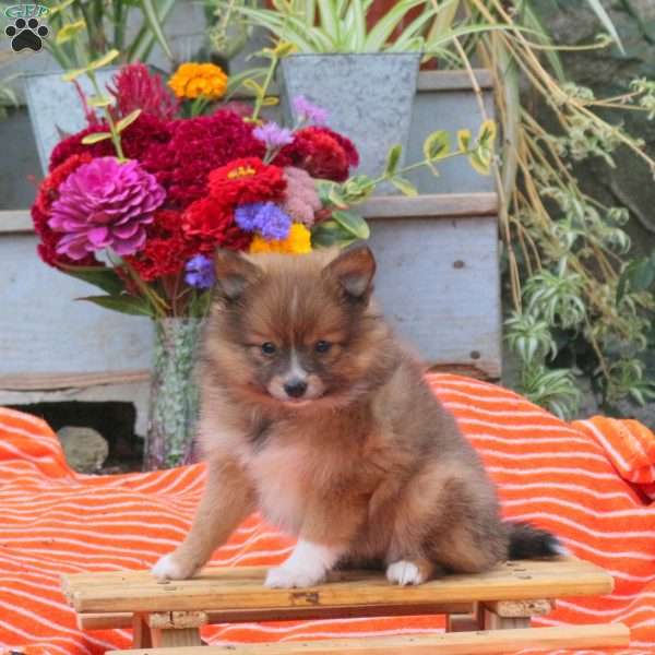 Bon Bon, Pomeranian Puppy