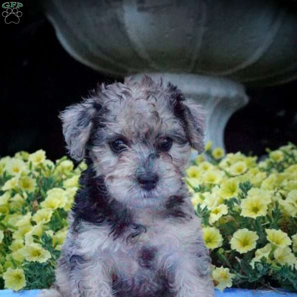 Bonnie, Miniature Poodle Mix Puppy