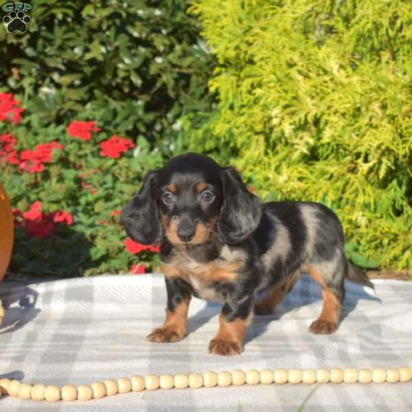 Boomer – Mini, Dachshund Puppy