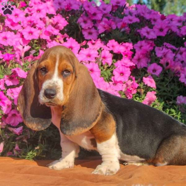 Boomer, Basset Hound Puppy