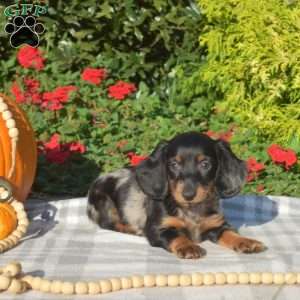 Boomer – Mini, Dachshund Puppy