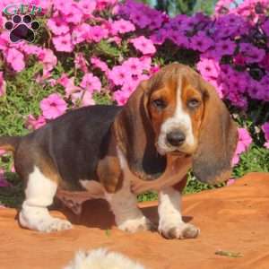 Boomer, Basset Hound Puppy