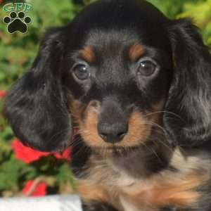 Boomer – Mini, Dachshund Puppy