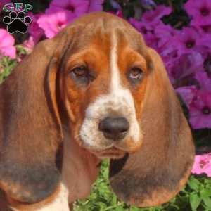 Boomer, Basset Hound Puppy