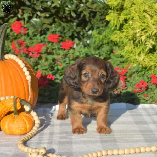 Boots – Mini, Dachshund Puppy