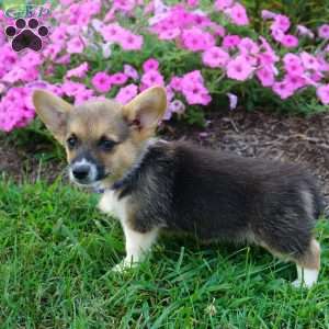 Bosco, Pembroke Welsh Corgi Puppy