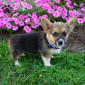 Bosco, Pembroke Welsh Corgi Puppy