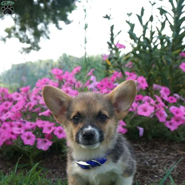 Bosco, Pembroke Welsh Corgi Puppy
