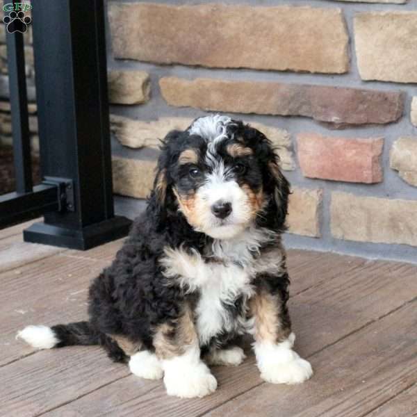 Bowie, Mini Bernedoodle Puppy
