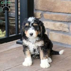 Bowie, Mini Bernedoodle Puppy