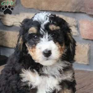 Bowie, Mini Bernedoodle Puppy