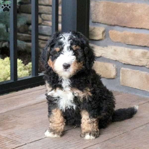 Bowser, Mini Bernedoodle Puppy