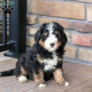 Bowser, Mini Bernedoodle Puppy