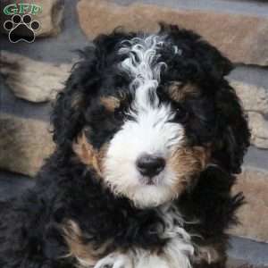 Bowser, Mini Bernedoodle Puppy