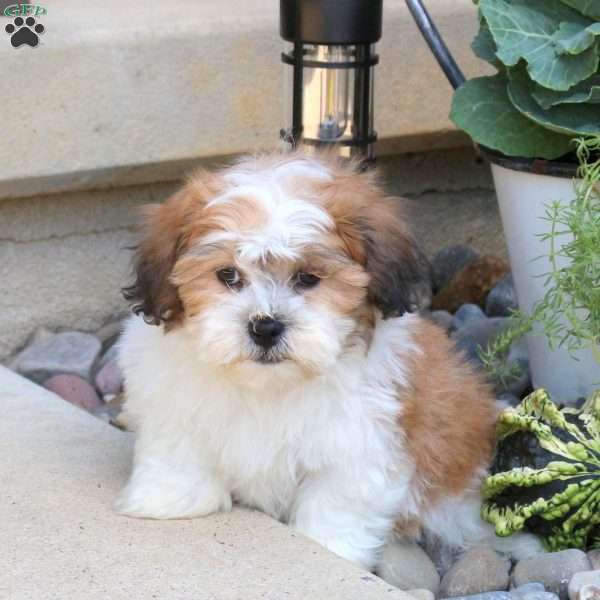 Brandon, Teddy Bear Puppy