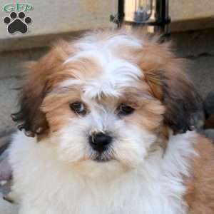 Brandon, Teddy Bear Puppy