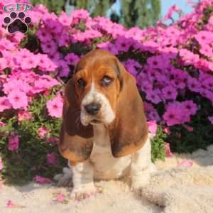 Brandy, Basset Hound Puppy