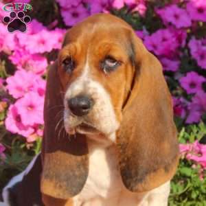 Brandy, Basset Hound Puppy