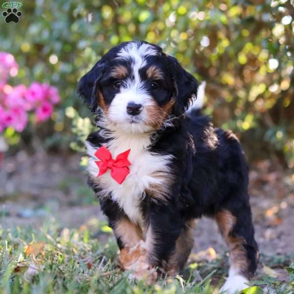 Brantley, Bernedoodle Puppy