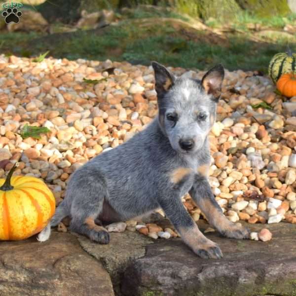 Breeze, Blue Heeler – Australian Cattle Dog Puppy