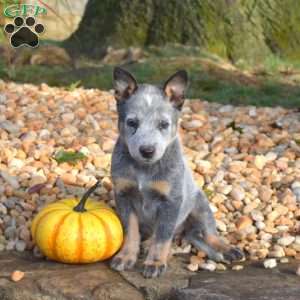 Breeze, Blue Heeler – Australian Cattle Dog Puppy