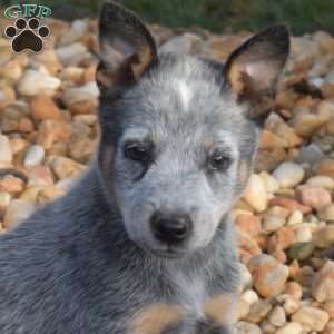 Breeze, Blue Heeler – Australian Cattle Dog Puppy