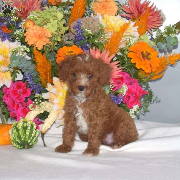 Breeze, Toy Poodle Puppy
