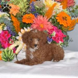 Breeze, Toy Poodle Puppy