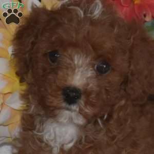 Breeze, Toy Poodle Puppy
