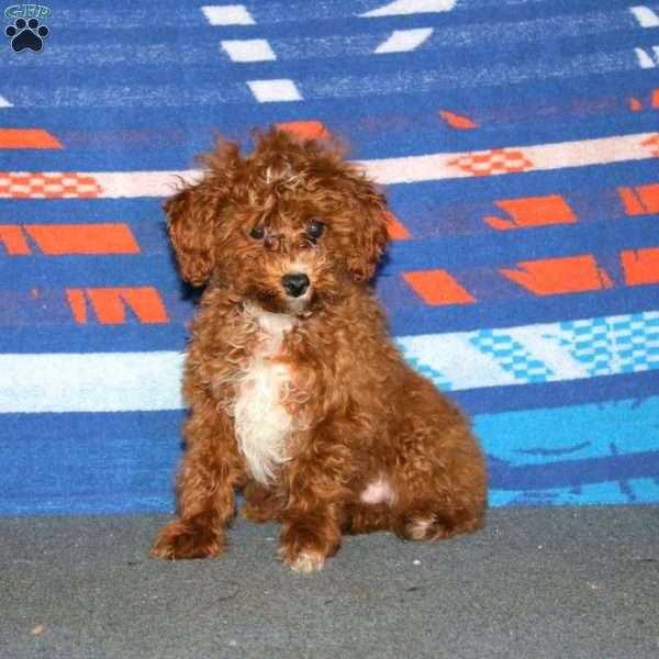 Breeze, Toy Poodle Puppy
