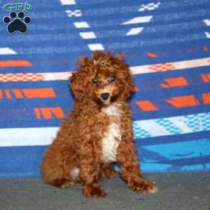 Breeze, Toy Poodle Puppy