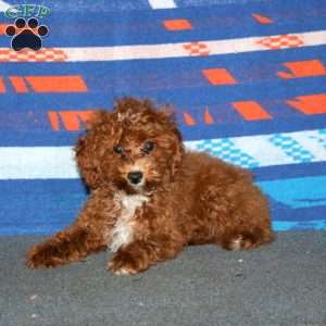 Breeze, Toy Poodle Puppy