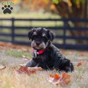 Brianna, Miniature Schnauzer Puppy