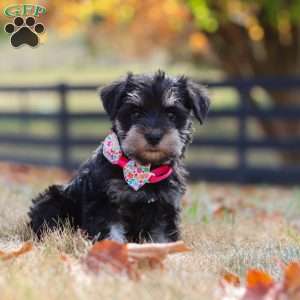 Brianna, Miniature Schnauzer Puppy