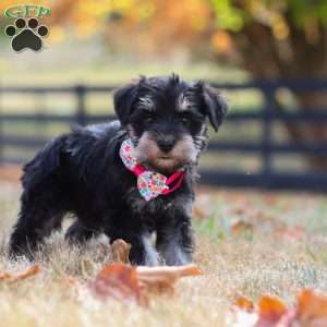 Brianna, Miniature Schnauzer Puppy