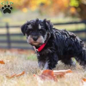 Brianna, Miniature Schnauzer Puppy