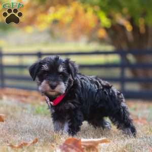 Brianna, Miniature Schnauzer Puppy
