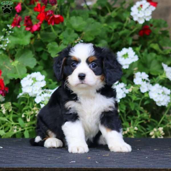Brianna, Miniature Bernese Mountain Dog Puppy