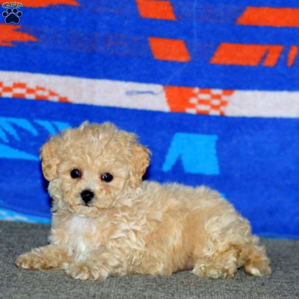 Brianna, Bich-Poo Puppy