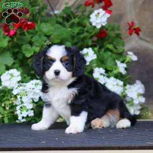 Brianna, Miniature Bernese Mountain Dog Puppy