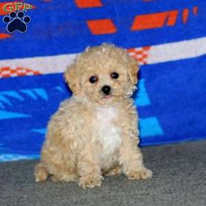 Brianna, Bich-Poo Puppy