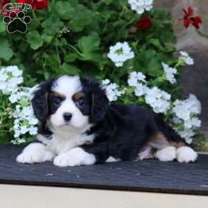 Brianna, Miniature Bernese Mountain Dog Puppy