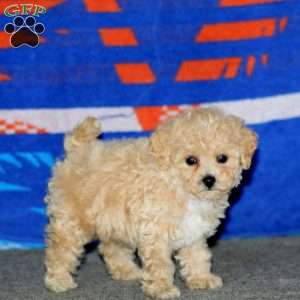 Brianna, Bich-Poo Puppy