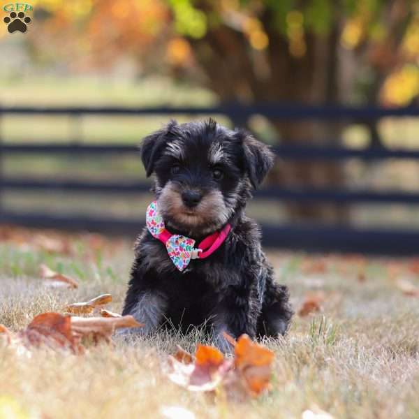 Brianna, Miniature Schnauzer Puppy