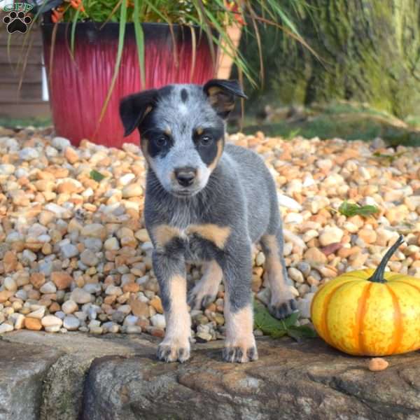 Bridget, Blue Heeler – Australian Cattle Dog Puppy