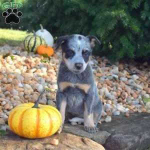Bridget, Blue Heeler – Australian Cattle Dog Puppy