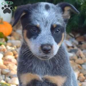 Bridget, Blue Heeler – Australian Cattle Dog Puppy