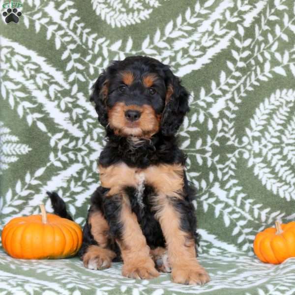 Bridgette, Springerdoodle Puppy