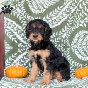 Bridgette, Springerdoodle Puppy