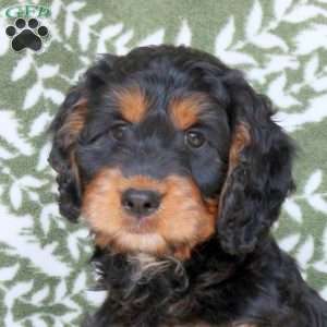 Bridgette, Springerdoodle Puppy